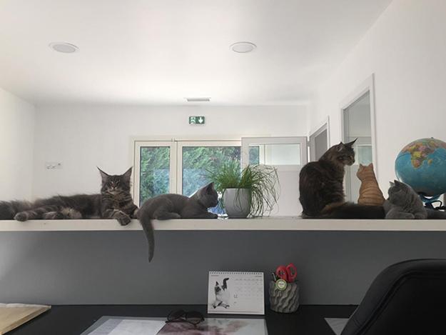 CATS COINS DU MONDE