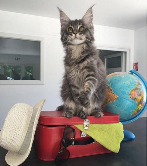 CATS COINS DU MONDE