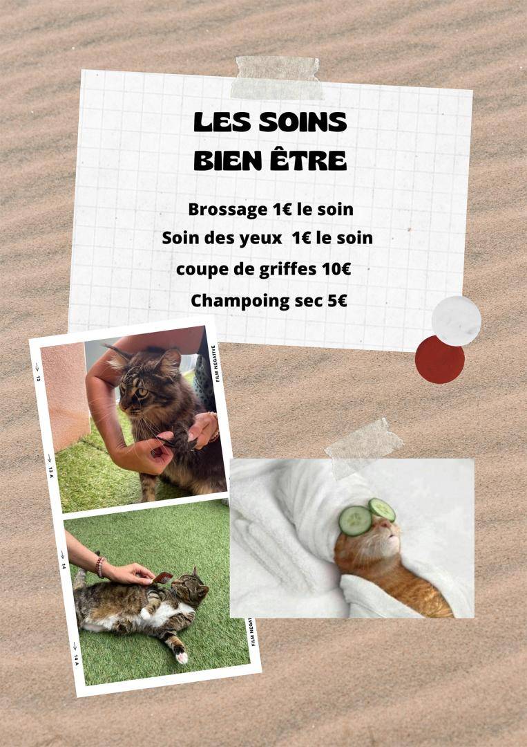 CATS COINS DU MONDE