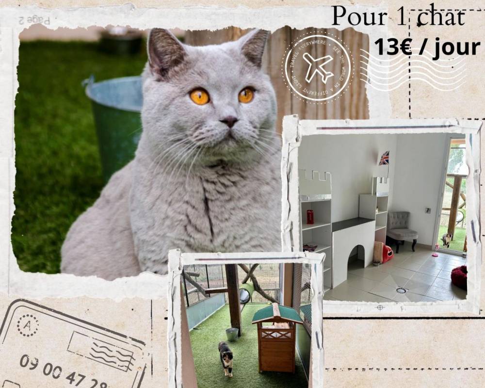 CATS COINS DU MONDE