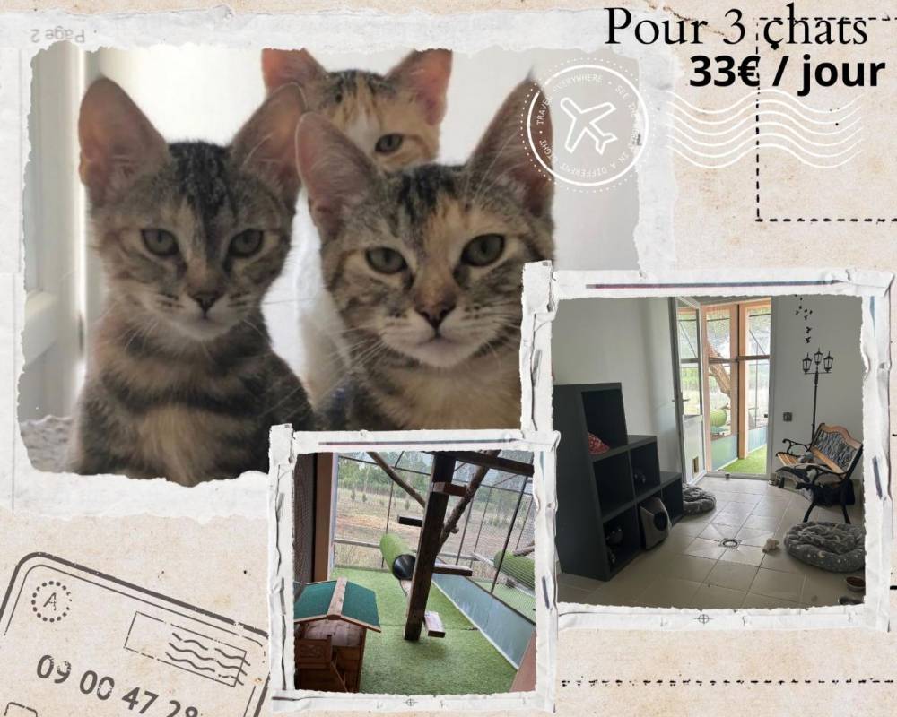 CATS COINS DU MONDE