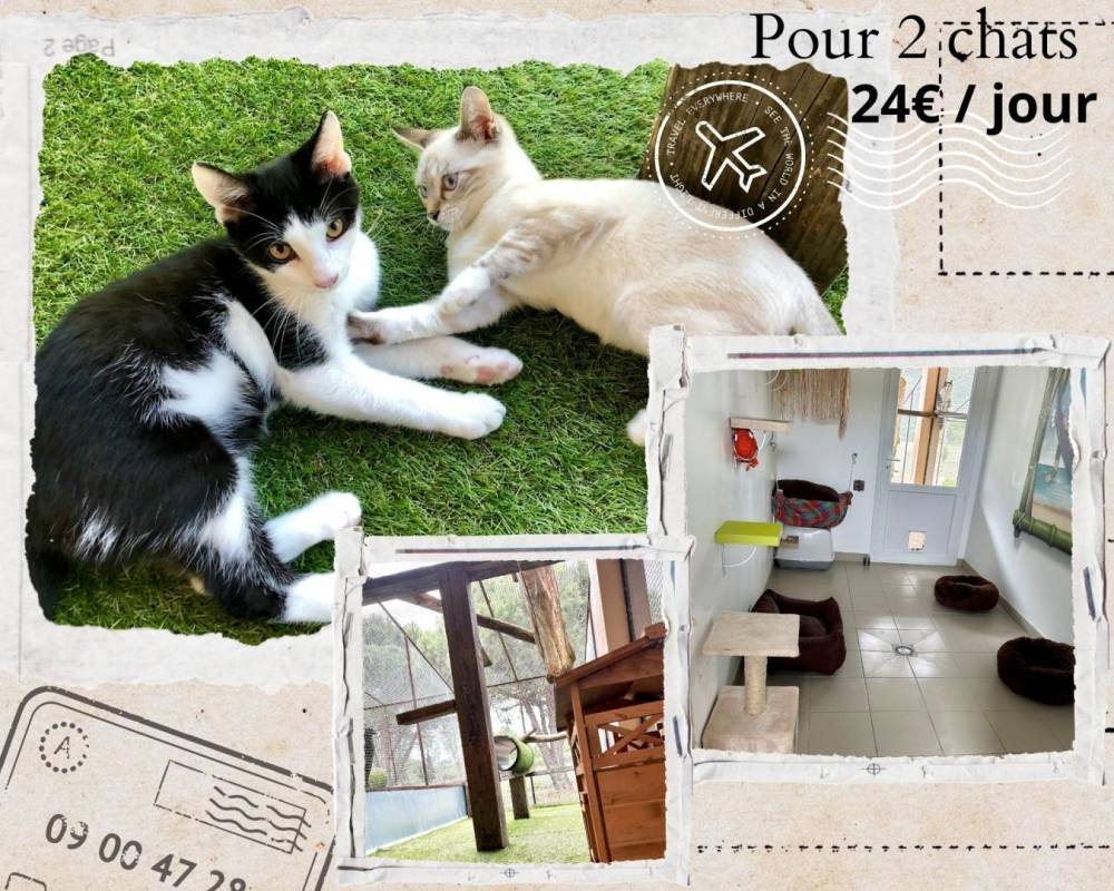 CATS COINS DU MONDE