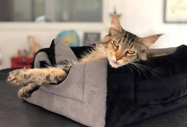 Elevage de Maine Coon (1)