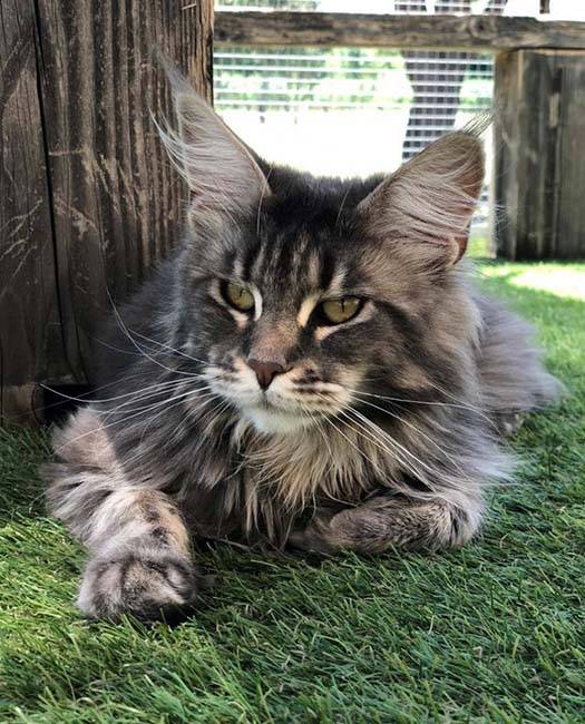 Elevage de Maine Coon (2)