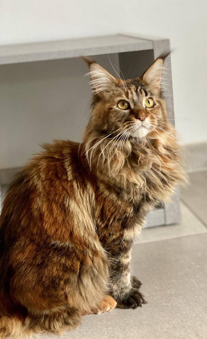 Elevage de Maine Coon (3)