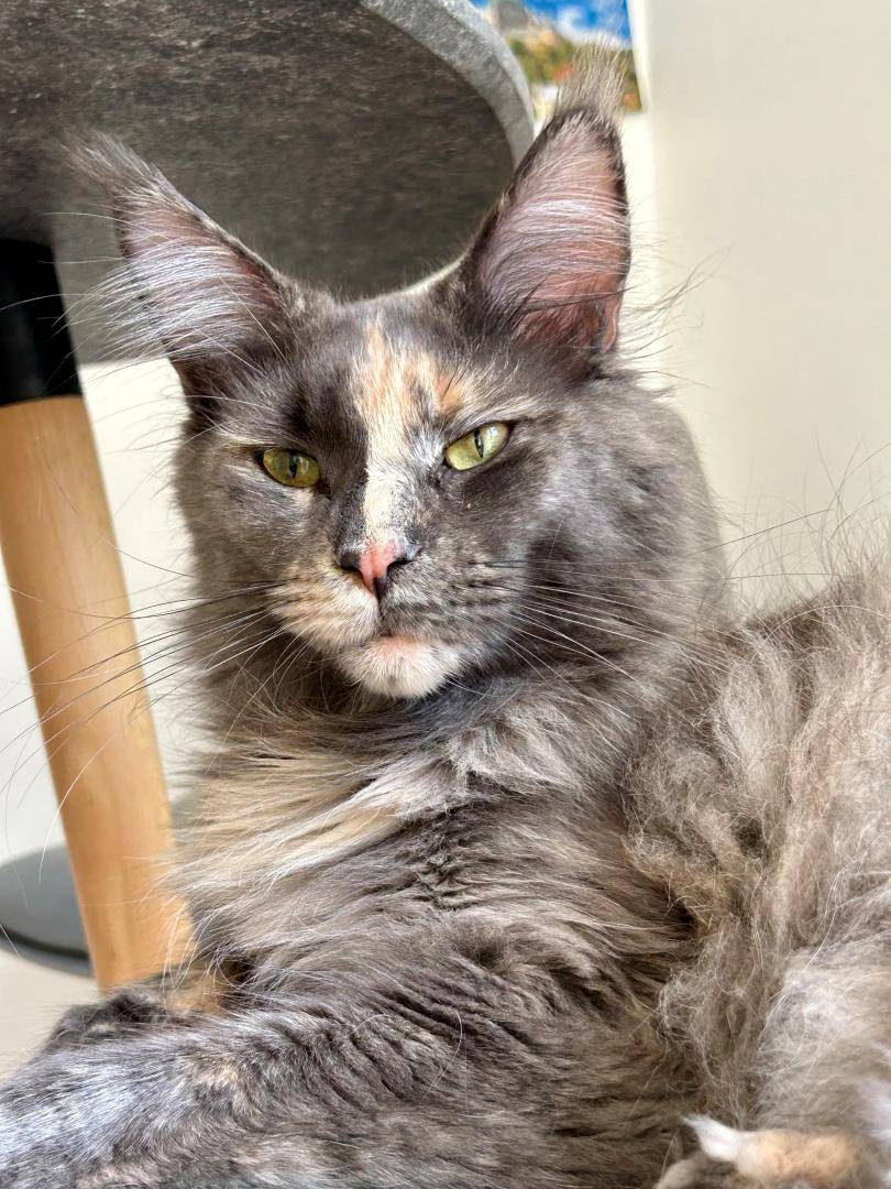 Elevage de Maine Coon (5)