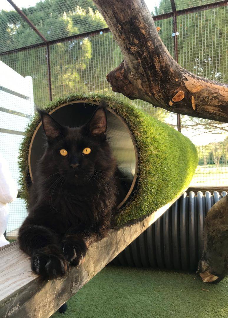 Elevage de Maine Coon (6)