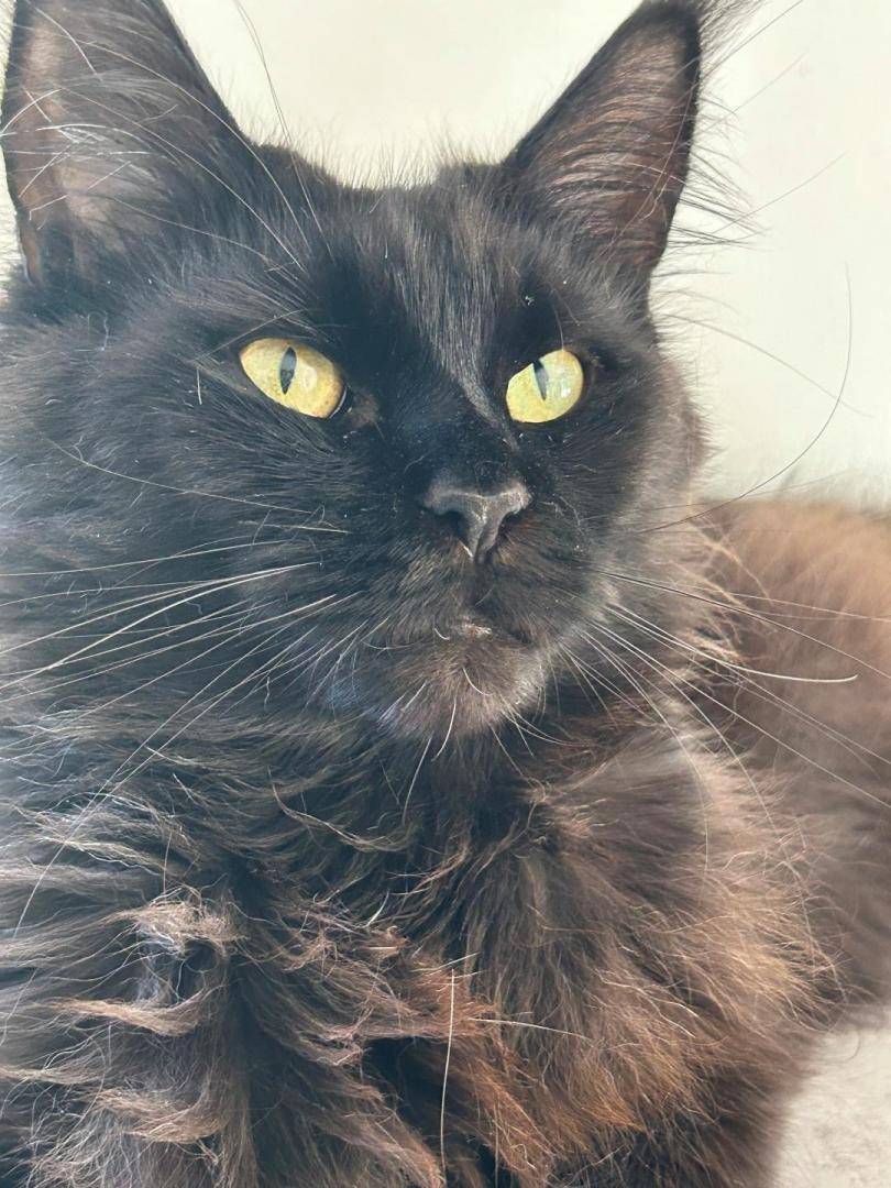 ROMY DES CATS COINS DU MONDE (1)