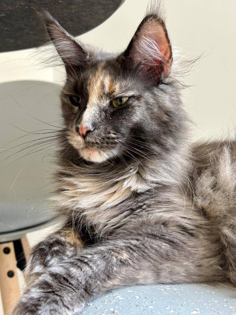 SANAA DES CATS COINS DU MONDE  (2)