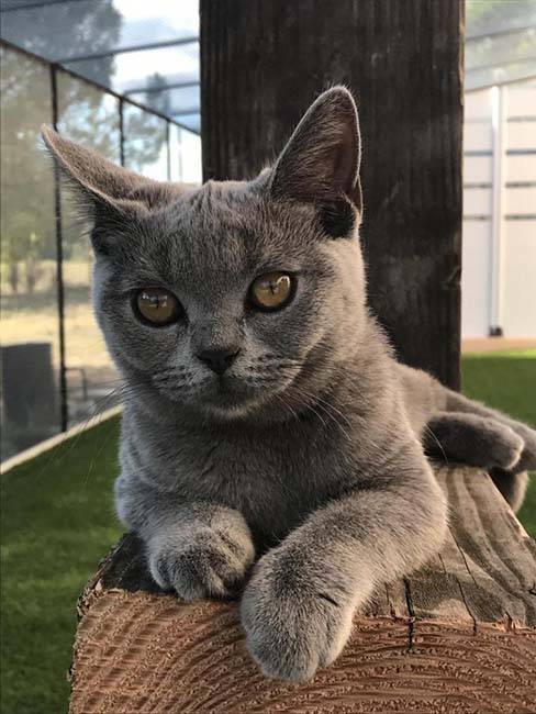 British Shorthair (1)