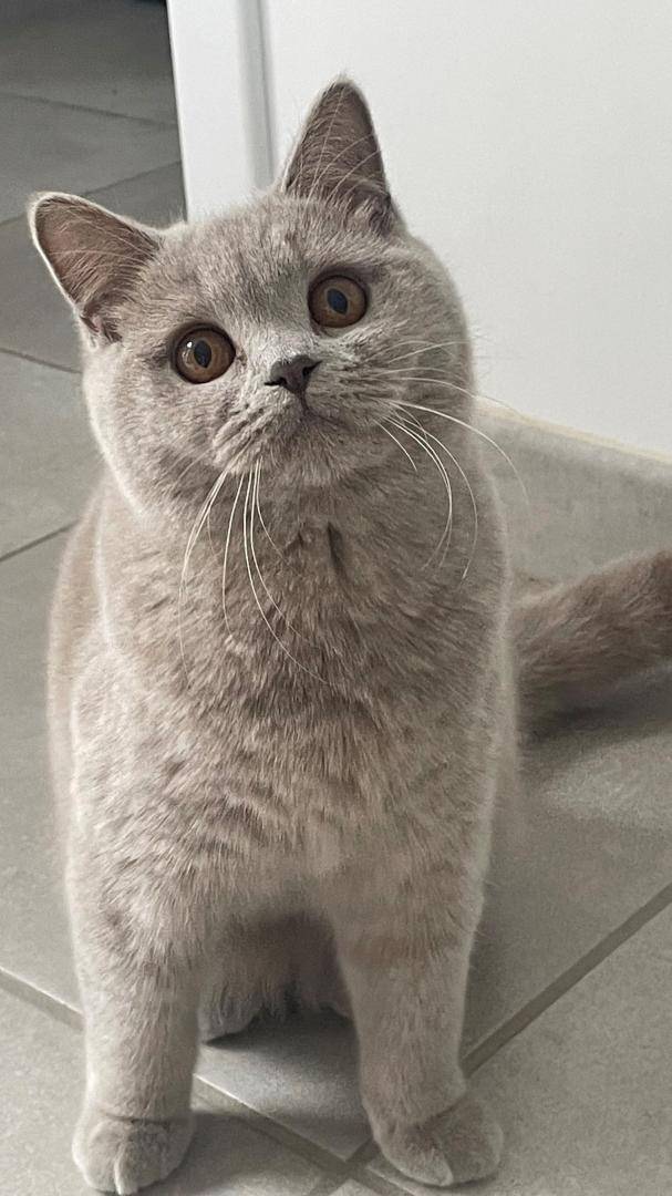 British Shorthair (2)