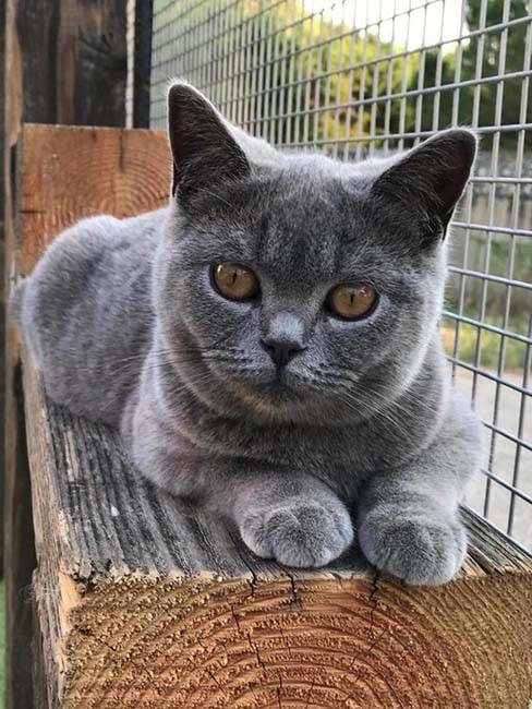 British Shorthair (5)