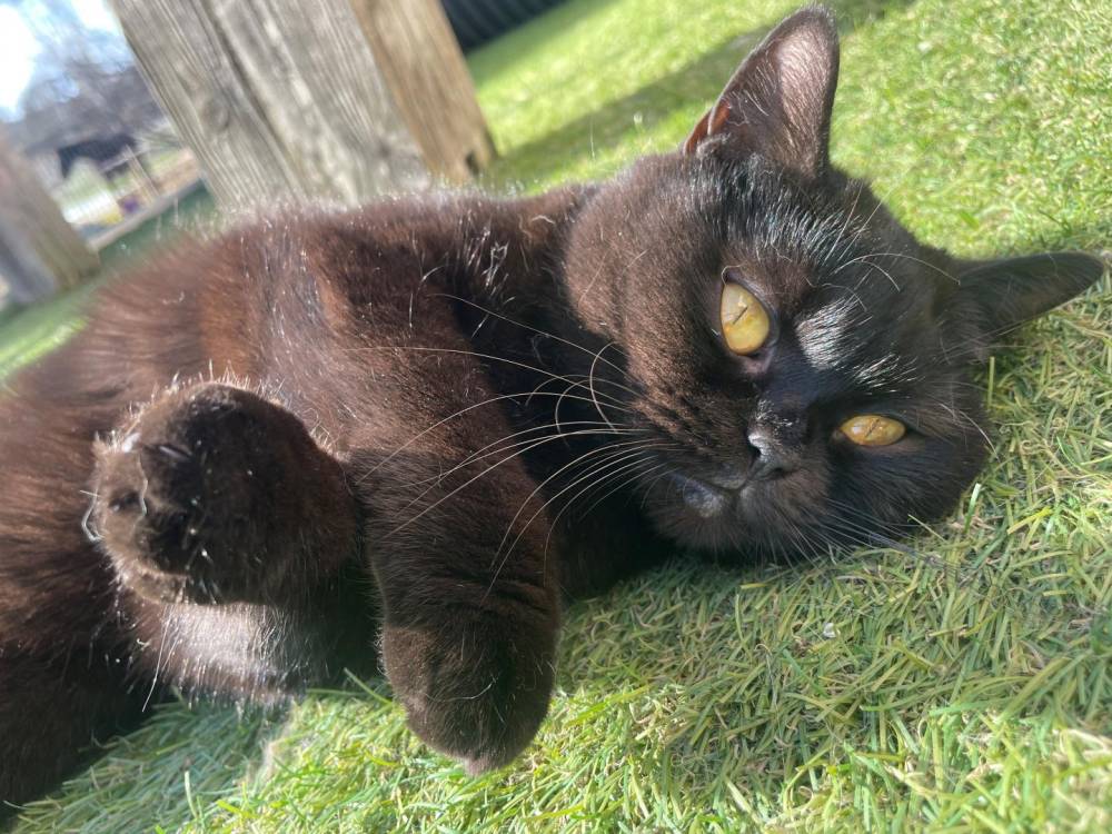 British Shorthair (6)