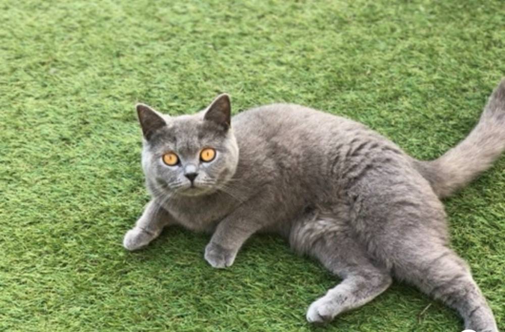 NALA DES CALINS DIVINS (1)