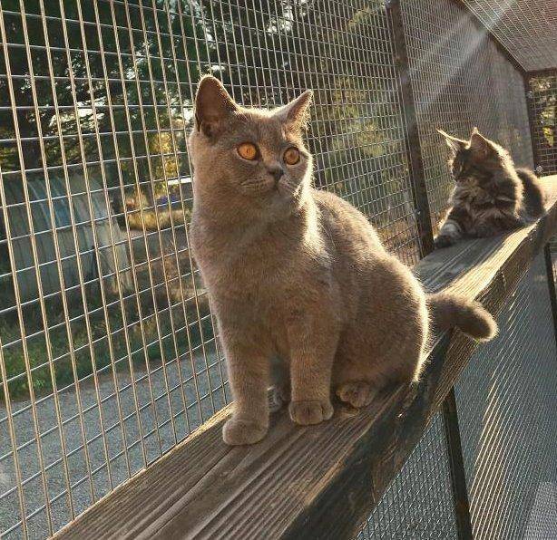 NALA DES CALINS DIVINS (2)