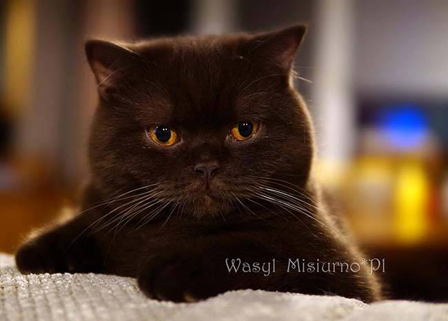 WASYL MISIURNOPL (2)