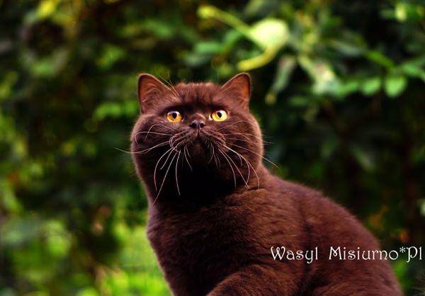 WASYL MISIURNOPL (5)