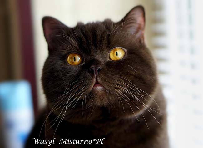 WASYL MISIURNOPL (9)