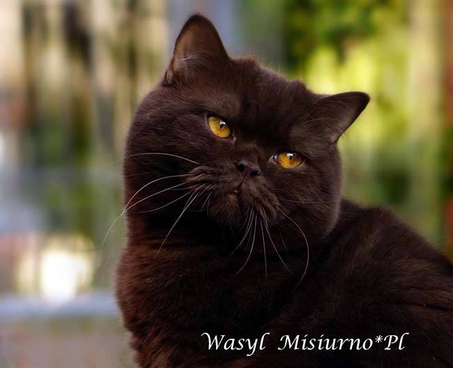 WASYL MISIURNOPL (10)