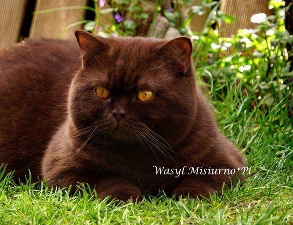 WASYL MISIURNOPL (11)