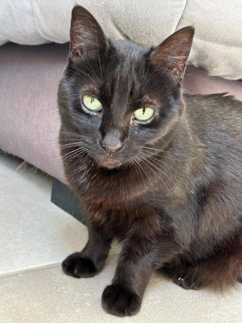 REGLISSE LA MASCOTTE  (2)