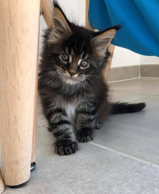 Les chatons (2)