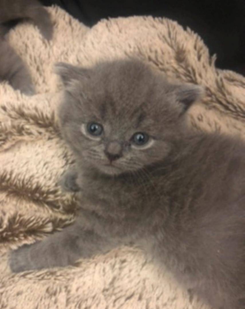 Les chatons (3)