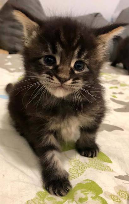 Les chatons (5)