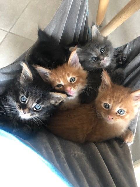Les chatons (8)