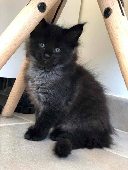 Les chatons (9)