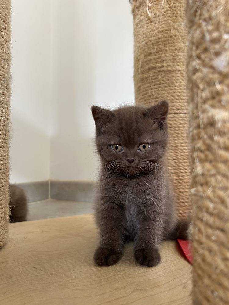 ARYA